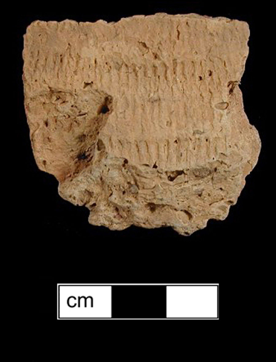 Image of ceramic, Shell Tempered Body with Fabric-Impressed Surface Treatment, Townsend type, Undecorated