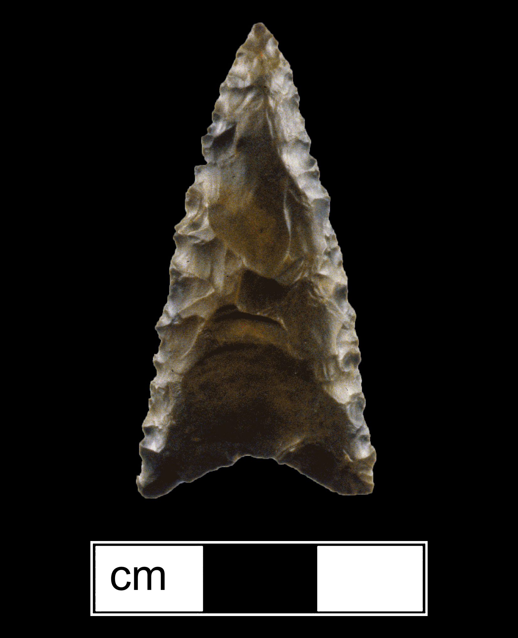 Image of stone projectile point made of Chert/Jasper, Lanceolate shape, with a N/A stem, Excurvate blade, and Concave base shape. Hardaway-Dalton type.