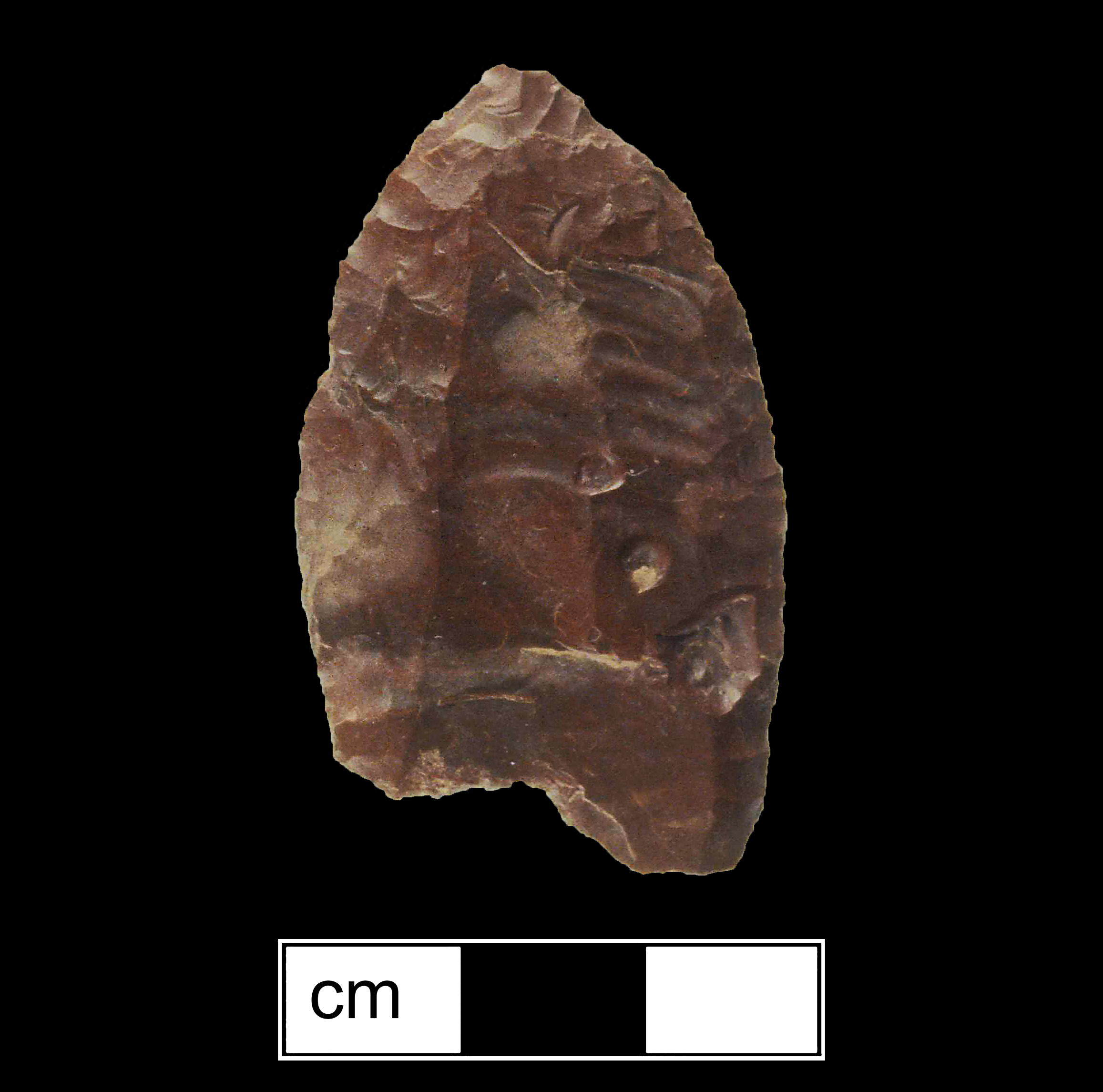 Image of stone projectile point made of Chert, Lanceolate shape, with a N/A stem, Excurvate blade, and Concave base shape. Middle Paleo type.