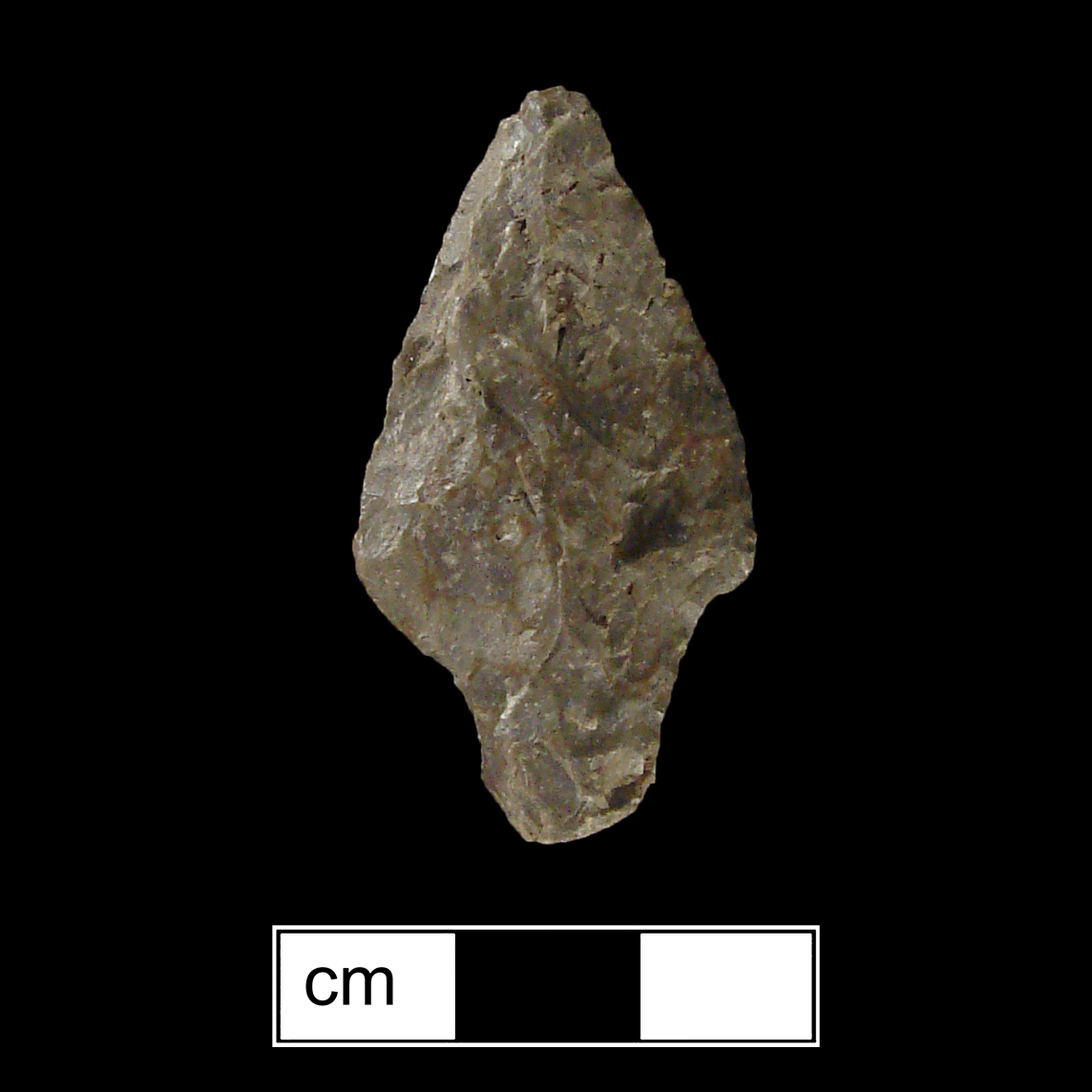 Image of stone projectile point made of Rhyolite, Contracting Stem shape, with a Contracting stem, Straight blade, and Convex base shape. Poplar Island type.
