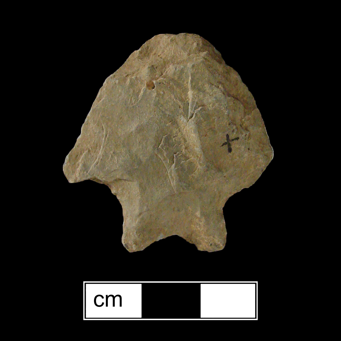 Image of stone projectile point made of Rhyolite, Bifurcate shape, with a Straight stem, Excurvate blade, and Bifurcate base shape. Stanly type.
