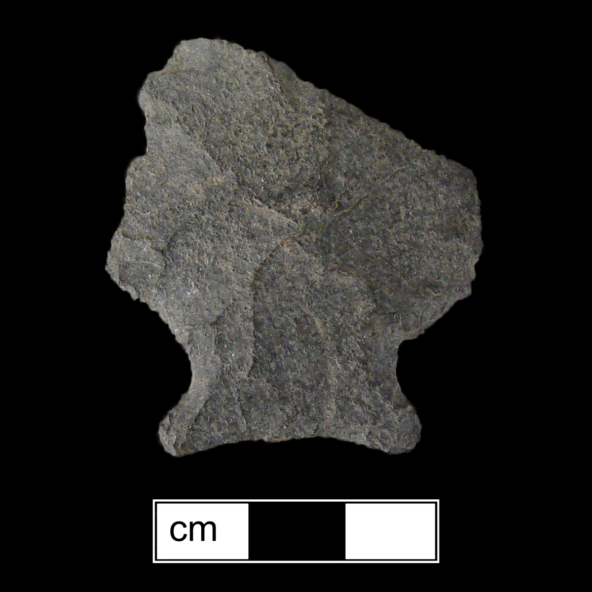 Image of stone projectile point made of Rhyolite, Stemmed shape, with a Expanding stem, N/A blade, and Concave base shape. Susquehanna Broadspear type.