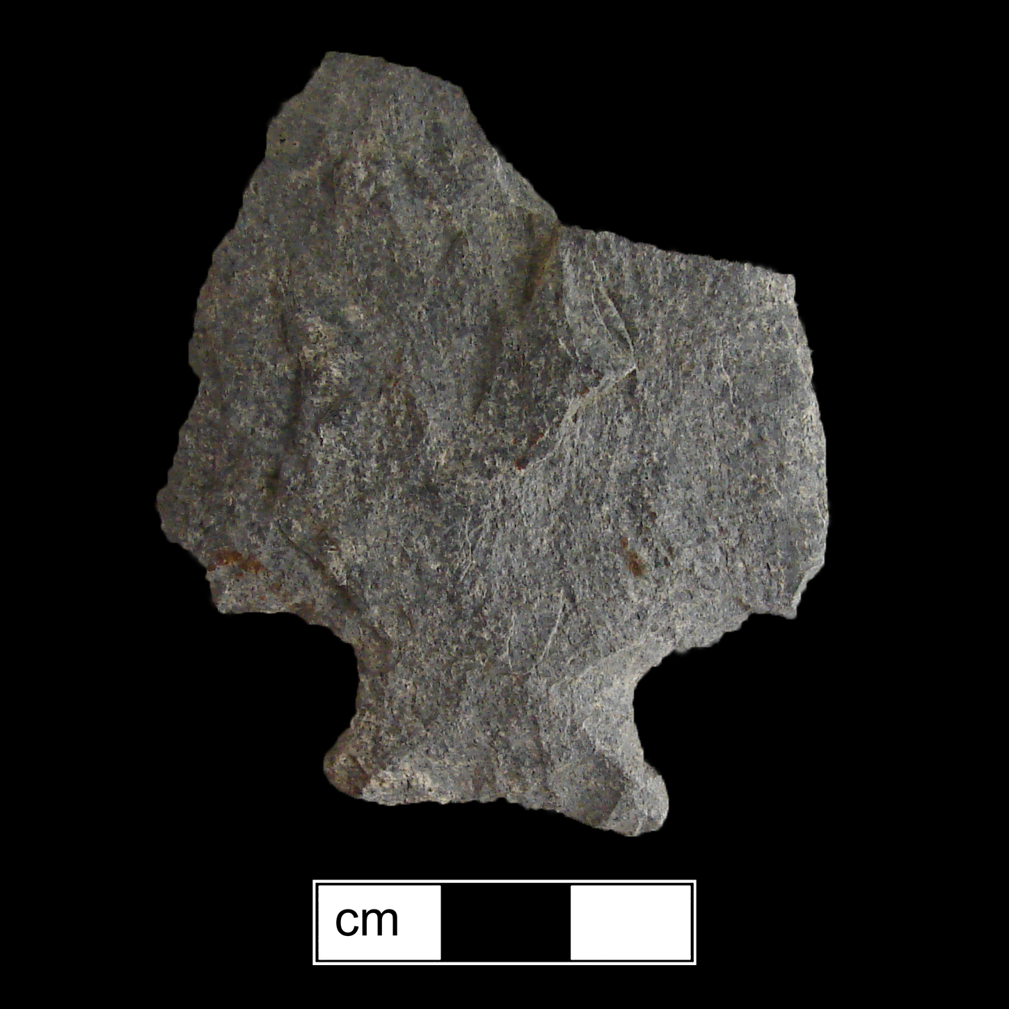 Image of stone projectile point made of Rhyolite, Stemmed shape, with a Expanding stem, N/A blade, and Concave base shape. Susquehanna Broadspear type.
