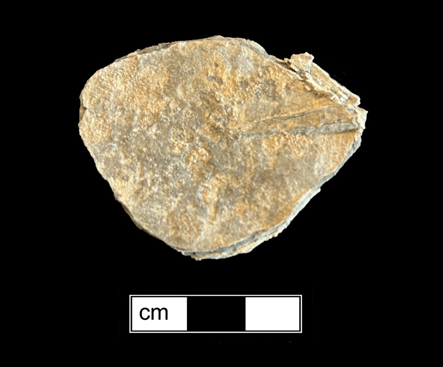 Image of pewter spoon.