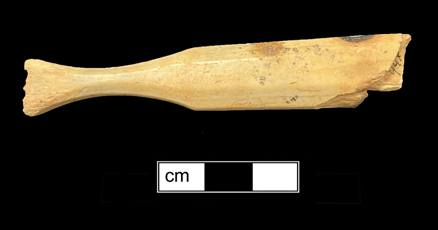 Image of bone toothbrush handle.