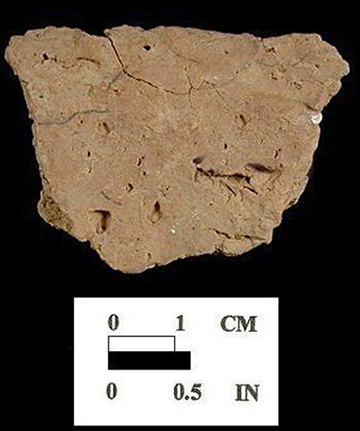 Mockley cord-marked body sherd interior surface from Nassawango site 18WO23/5H.