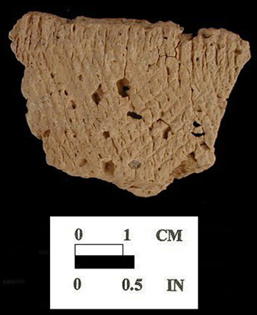 Mockley cord-marked body sherd exterior surface from Nassawango site 18WO23/5H.