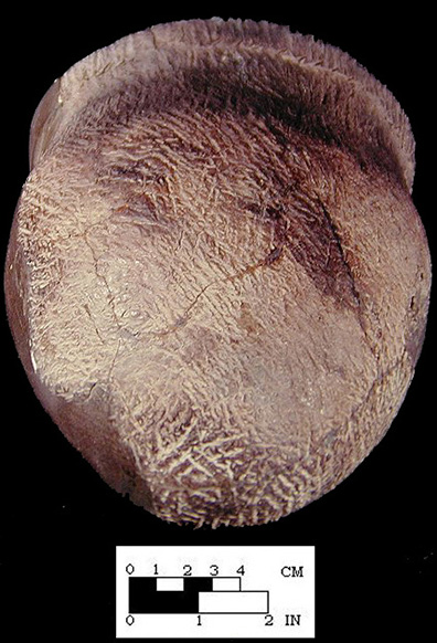 Shepard reconstructed vessel with a close up view of base, from the Shepard site 18MO3-SI Cat. #390889B. - Courtesy of the Smithsonian Institution, Museum of Natural History, Department of Anthropology.