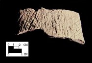 Mockley cord-marked rim sherd from the Piscataway site 18PR7-SI Cat. #416925-Courtesy of the Smithsonian Institution, Museum of Natural History, Department of Anthropology.