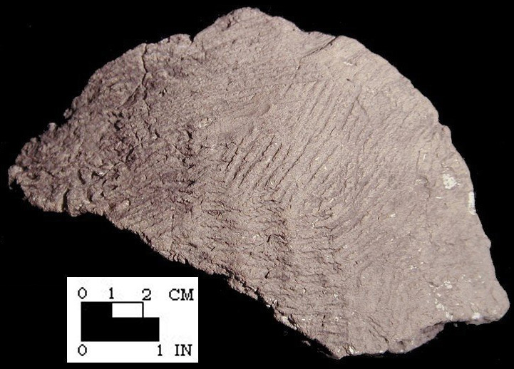 Mockley base sherd exterior surface from the Piscataway site 18PR7-SI Cat. #416925-Courtesy of the Smithsonian Institution, Museum of Natural History, Department of Anthropology.