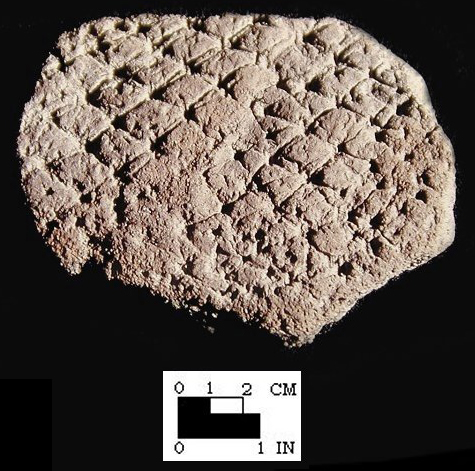 Popes Creek open mesh net-impressions from Popes Creek site 18CH74-SI Cat.#107502-Courtesy of the Smithsonian Institution, Museum of Natural History, Department of Anthropology.