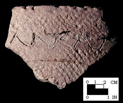 Popes Creek rim sherd with punctated lip and incised 'V's, from Popes Creek site 18CH74-SI Cat.#107502-Courtesy of the Smithsonian Institution, Museum of Natural History, Department of Anthropology.