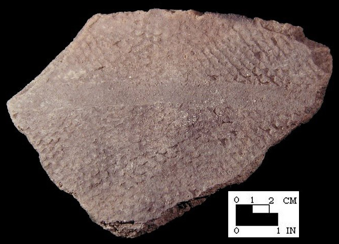 Popes Creek close-set net-impressed sherd with finger-trailed decoration, from Popes Creek site 18CH74-SI Cat.#209006-Courtesy of the Smithsonian Institution, Museum of Natural History, Department of Anthropology.