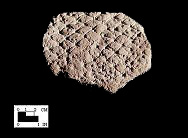Popes Creek open mesh net-impressions from Popes Creek site 18CH74-SI Cat.#107502-Courtesy of the Smithsonian Institution, Museum of Natural History, Department of Anthropology.