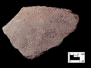Popes Creek close-set net-impressed sherd with finger-trailed decoration, from Popes Creek site 18CH74-SI Cat.#209006-Courtesy of the Smithsonian Institution, Museum of Natural History, Department of Anthropology.