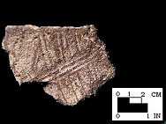 Popes Creek interior scoring on body sherd from Charles County, MD.