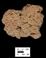 Mockley net-impressed body sherd from Bathhouse, 18AN37/8.