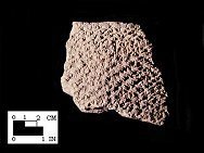 Mockley close-set net-impressed rim sherd from the Piscataway site 18PR7-SI Cat. #416925-Courtesy of the Smithsonian Institution, Museum of Natural History, Department of Anthropology.