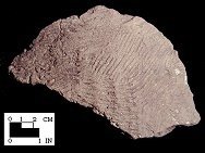 Mockley base sherd exterior surface from the Piscataway site 18PR7-SI Cat. #416925-Courtesy of the Smithsonian Institution, Museum of Natural History, Department of Anthropology.