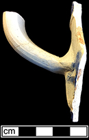 Gray-bodied salt glazed stoneware straight-sided tankard  with cordoned rim and strap handle.  Painted under the glaze in cobalt-blue. Chatter marks are faintly visible above the handle, from 18CV60. The V or rat-tail shape handle terminal is a characteristic of a vessel produced in the 18th century (Noel Hume 2001:111).