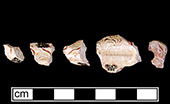 Fragments from agateware cutlery handle from 18CV91, similar to complete examples shown to left.  Agateware handles were an important product for  the Whieldon-Wedgwood partnership of 1754-1759.  As early as 1749, Thomas Whieldon is recorded as supplying &ldquo;32 dessert handles&rdquo; (Simeon Shaw 1829).