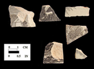 Bat transfer printed body sherds, vessel #6212 from 18PR175.