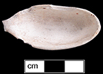 Top view of unglazed waster spoon bowl Collected by George L. Miller in 1986 in Staffordshire, England.