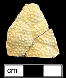 Molded teapot fragment in cauliflower pattern. Cauliflower, melon and pineapples wares popular in 1760s (Barker 1991); made at least through early 1780s (Hildyard 2005:92) - from 18AN39.