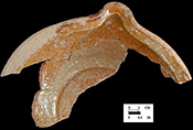 North Devon Gravel-Tempered Coarse Earthenware Pipkin. Glazed interior, unglazed exterior, 7.5&rdquo; rim diameter. While this site is conservatively dated c. 1660-1700, it is likely the assemblage represents the household of Henry Hosier, merchant, who occupied the site c. 1671-1686.