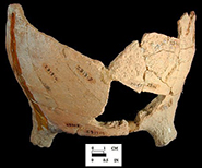 North Devon Gravel-Tempered Coarse Earthenware Pipkin. Unglazed exterior and glazed interior, 3 legged. While this site is conservatively dated c. 1660-1700, it is likely the assemblage represents the household of Henry Hosier, merchant, who occupied the site c. 1671-1686.