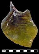 North Devon jug.  Appears to be plain slip-coated variety. White slip over red earthenware body, with lead glazed exterior-QV72.