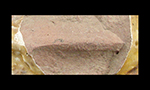 Sherd cross sections showing gravel temper (upper) versus gravel free (lower) North Devon coarse earthenware. Note the grey core in each sherd-the result of reduced oxygen during firing.