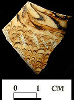 North Midlands slipped earthenware hollow vessel with combed brown slip on white slip ground from 18QU28.