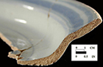 Plate rim sherd, close-up of profile on right.