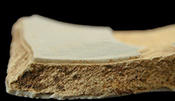 Plain body sherds (left) and close up of profile (right).