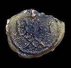 Wine bottle seal with merchant type molded design with initials B and H  between a 4 and an XX inside a circle, from 18CV344.