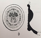 Two trees flanking two letters, possible PP or P. more letters, probably a phrase in Latin, encircle trees.  Not decipherable due to worn condition of seal, from 18ST325.