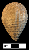 Wooden top with traces of an iron tip. Wooden tops were often made of boxwood or lignum vitae. Antique example below shows what the iron tip may have looked like. The 1895 Montgomery Ward catalog offered five models of tops of differing hardwoods and sizes, from 18BC27. 3cm x 2.5cm x 4.1cm. 
