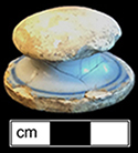 Tin glazed earthenware knobbed lid that has been shaped into a gaming piece - from 18CV91.