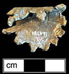 Lead whizzer. 1.25” diameter - from 18CV91. Shown on right is a whizzer recovered in Boston marked with name of Thomas Althorp. Courtesy of the City of Boston Archaeology Program.