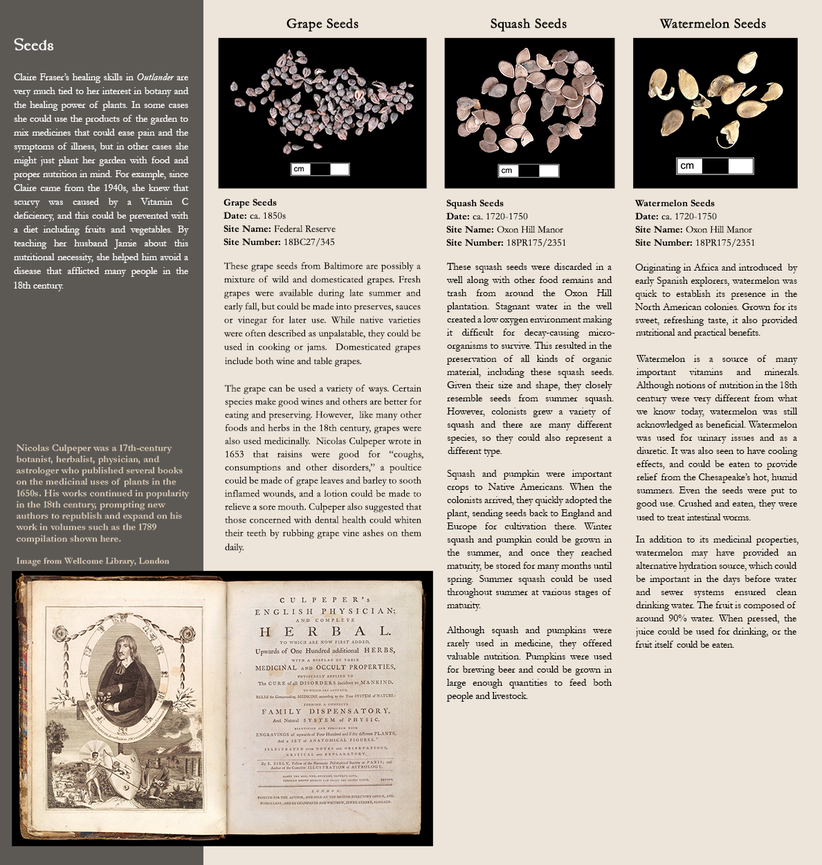 Seeds - Claire Fraser’s healing skills in Outlander are very much tied to her interest in botany and the healing power of plants. In some cases she could use the products of the garden to mix medicines that could ease pain and the symptoms of illness, but in other cases she might just plant her garden with food and proper nutrition in mind. For example, since Claire came from the 1940s, she knew that scurvy was caused by a Vitamin C deficiency, and this could be prevented with a diet including fruits and vegetables. By teaching her husband Jamie about this nutritional necessity, she helped him avoid a disease that afflicted many people in the 18th century. Image of an opend book titled "Culpeper's English Physician: and Complete Herbal. Caption:Nicolas Culpeper was a 17th-century botanist, herbalist, physician, and astrologer who published several books on the medicinal uses of plants in the 1650s. His works continued in popularity in the 18th century, prompting new authors to republish and expand on his work in volumes such as the 1789 compilation shown here. Image from Wellcome Library, London. Photo image of Grape seeds:Grape Seeds, Date: ca. 1850s, Site Name: Federal Reserve, Site Number: 18BC27/345 -  These grape seeds from Baltimore are possibly a mixture of wild and domesticated grapes. Fresh grapes were available during late summer and early fall, but could be made into preserves, sauces or vinegar for later use. While native varieties were often described as unpalatable, they could be used in cooking or jams.  Domesticated grapes include both wine and table grapes. The grape can be used a variety of ways. Certain species make good wines and others are better for eating and preserving. However,  like many other foods and herbs in the 18th century, grapes were also used medicinally.  Nicolas Culpeper wrote in 1653 that raisins were good for “coughs, consumptions and other disorders,” a poultice could be made of grape leaves and barley to sooth inflamed wounds, and a lotion could be made to relieve a sore mouth. Culpeper also suggested that those concerned with dental health could whiten their teeth by rubbing grape vine ashes on them daily.; Photo image of squash seeds:Squash Seeds, Date: ca. 1720-1750, Site Name: Oxon Hill Manor, Site Number: 18PR175/2351 - These squash seeds were discarded in a well along with other food remains and trash from around the Oxon Hill plantation. Stagnant water in the well created a low oxygen environment making it difficult for decay-causing micro-organisms to survive. This resulted in the preservation of all kinds of organic material, including these squash seeds. Given their size and shape, they closely resemble seeds from summer squash. However, colonists grew a variety of squash and there are many different species, so they could also represent a different type. Squash and pumpkin were important crops to Native Americans. When the colonists arrived, they quickly adopted the plant, sending seeds back to England and Europe for cultivation there. Winter squash and pumpkin could be grown in the summer, and once they reached maturity, be stored for many months until spring. Summer squash could be used throughout summer at various stages of maturity. Although squash and pumpkins were rarely used in medicine, they offered valuable nutrition. Pumpkins were used for brewing beer and could be grown in large enough quantities to feed both people and livestock.; Photo image of watermelon seeds:Watermelon Seeds, Date: ca. 1720-1750, Site Name: Oxon Hill Manor, Site Number: 18PR175/2351 - Originating in Africa and introduced  by early Spanish explorers, watermelon was quick to establish its presence in the North American colonies. Grown for its sweet, refreshing taste, it also provided nutritional and practical benefits. Watermelon is a source of many important vitamins and minerals. Although notions of nutrition in the 18th century were very different from what we know today, watermelon was still acknowledged as beneficial. Watermelon was used for urinary issues and as a diuretic. It was also seen to have cooling effects, and could be eaten to provide relief from the Chesapeake’s hot, humid summers. Even the seeds were put to good use. Crushed and eaten, they were used to treat intestinal worms. In addition to its medicinal properties, watermelon may have provided an alternative hydration source, which could be important in the days before water and sewer systems ensured clean drinking water. The fruit is composed of around 90% water. When pressed, the juice could be used for drinking, or the fruit itself could be eaten.  