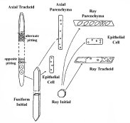 Diagram of softwood cellular structure with illustrations of axial tracheid and diagnostic opposite or alternate pitting, axial parenchyma structure, and ray parenchyma, epithelial cells and ray tracheids.